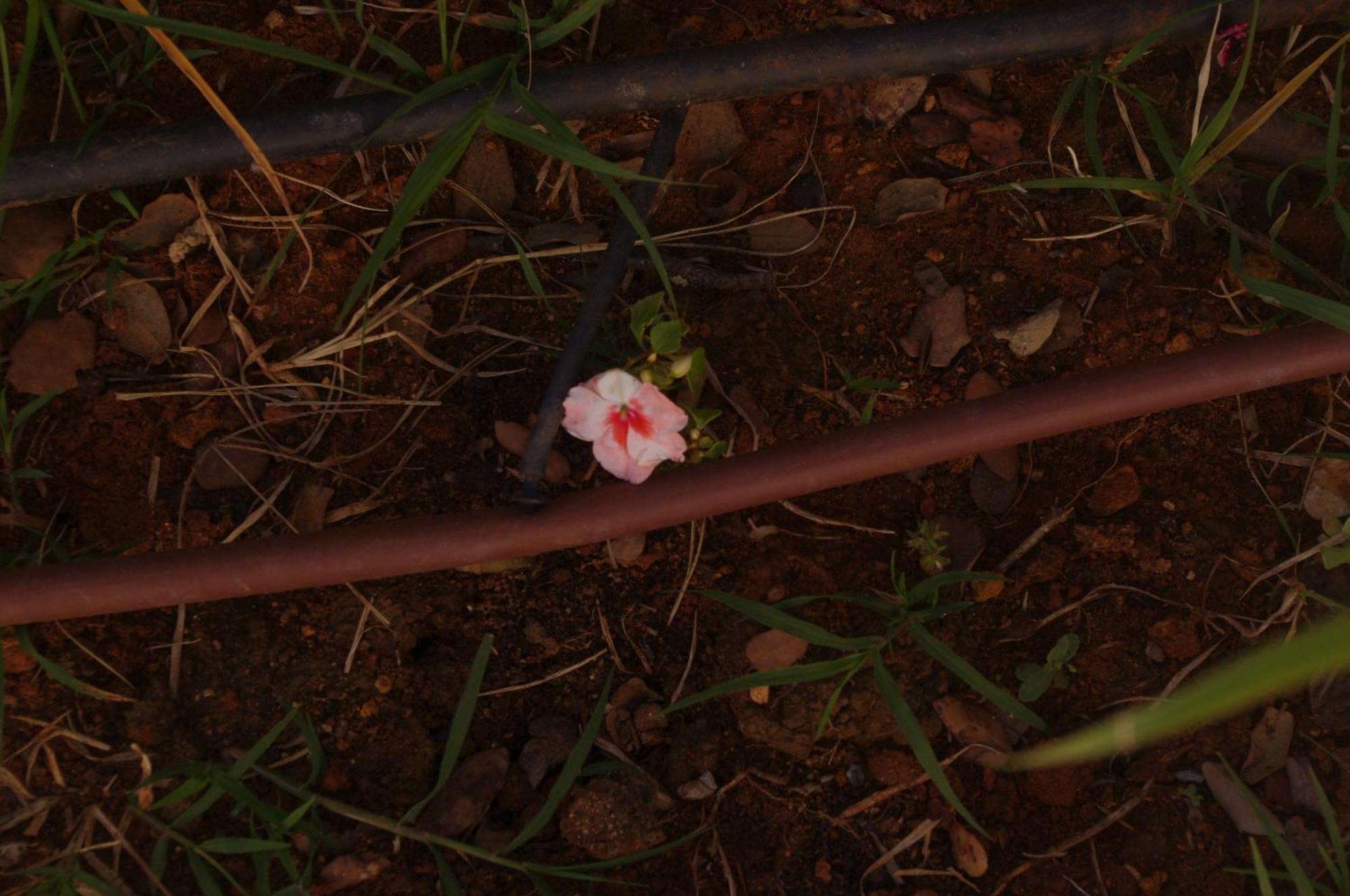 Villa Saudade, Casa Entre Encinas เอลกัสตีโญ เด ลาสกัวร์ดัส ภายนอก รูปภาพ