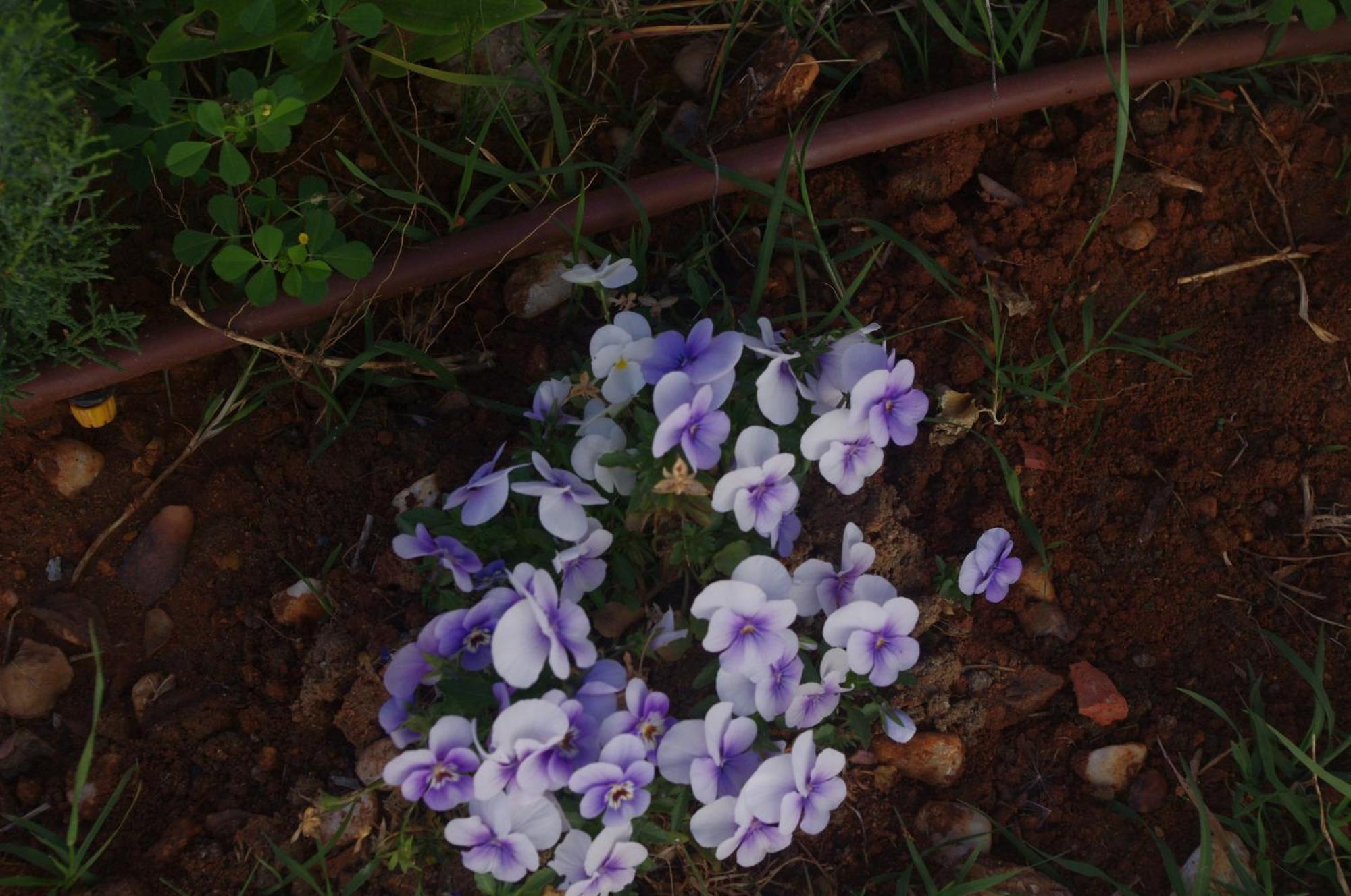 Villa Saudade, Casa Entre Encinas เอลกัสตีโญ เด ลาสกัวร์ดัส ภายนอก รูปภาพ